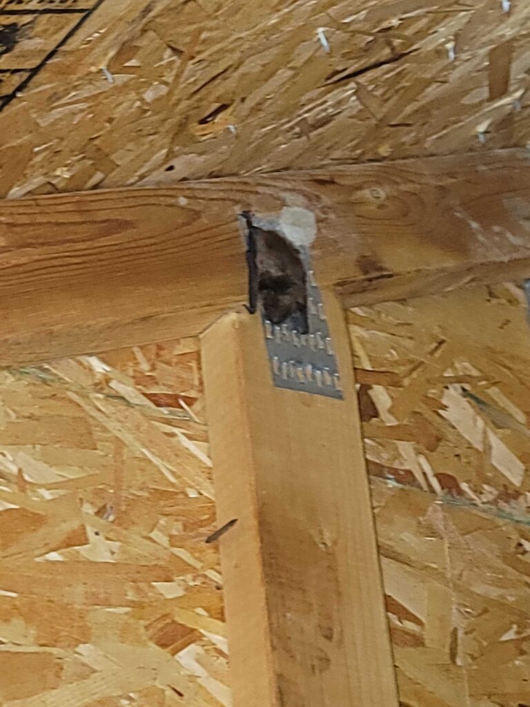 Animal Removal Forest Hills