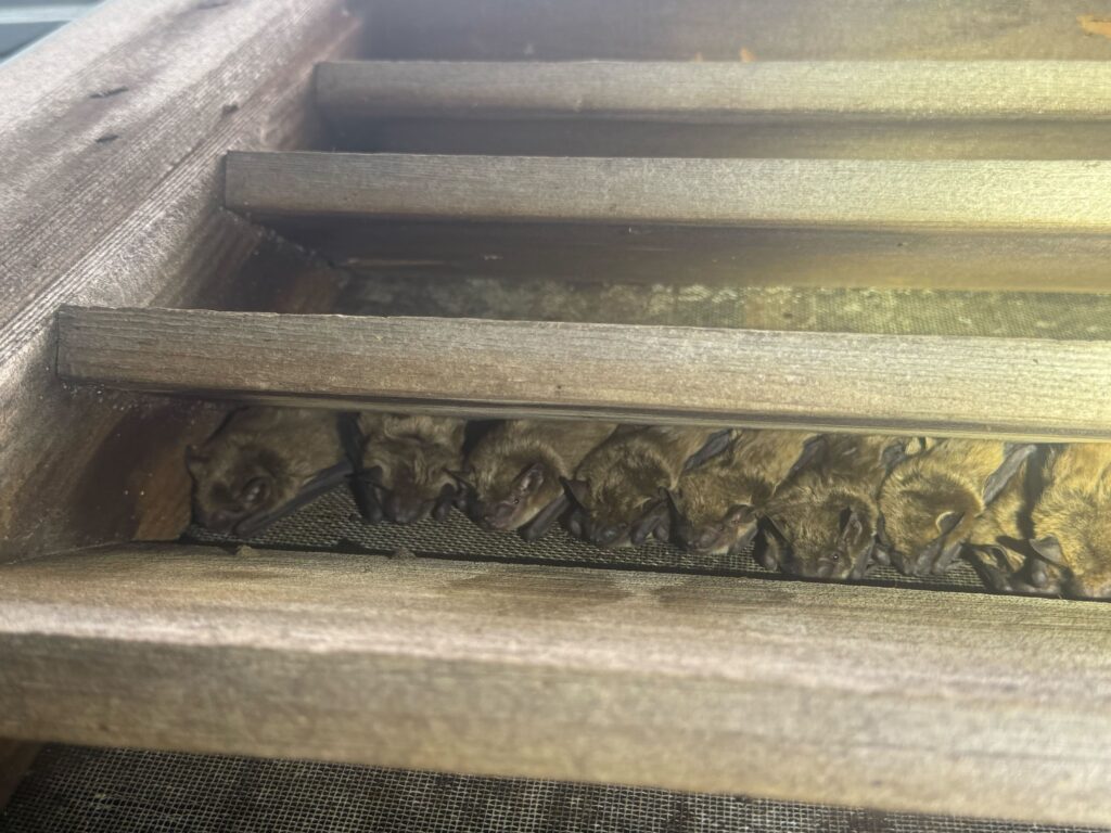 Animal Removal Forest Hills