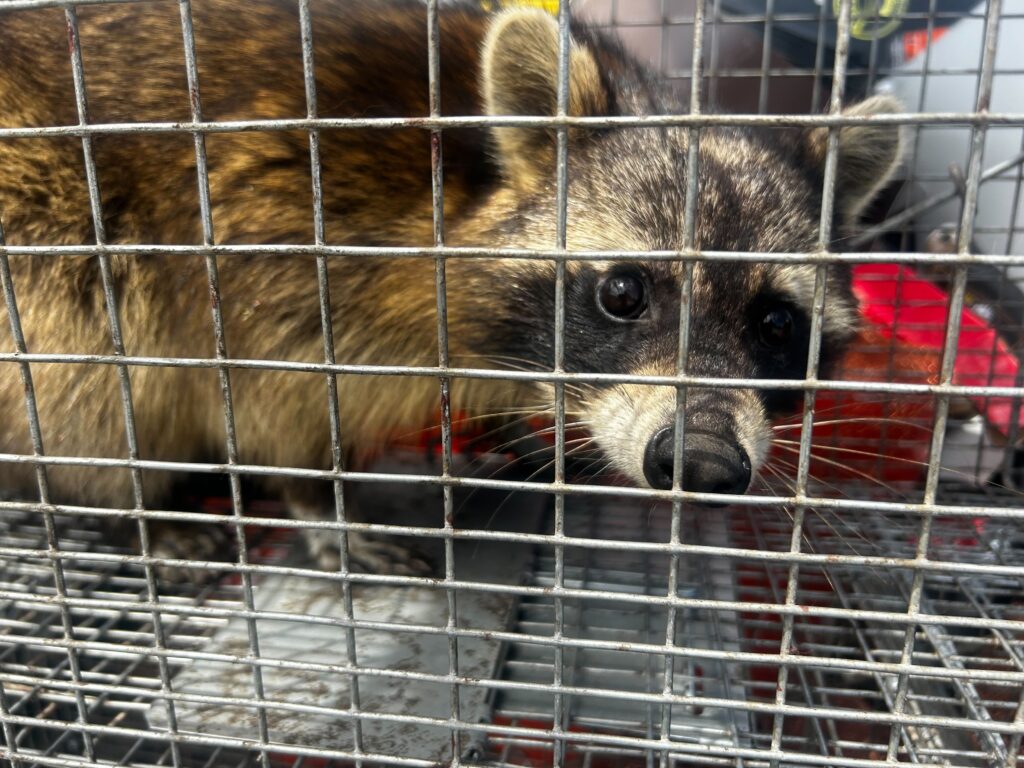 Animal Removal Forest Hills