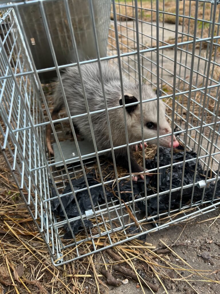 Animal Removal Forest Hills