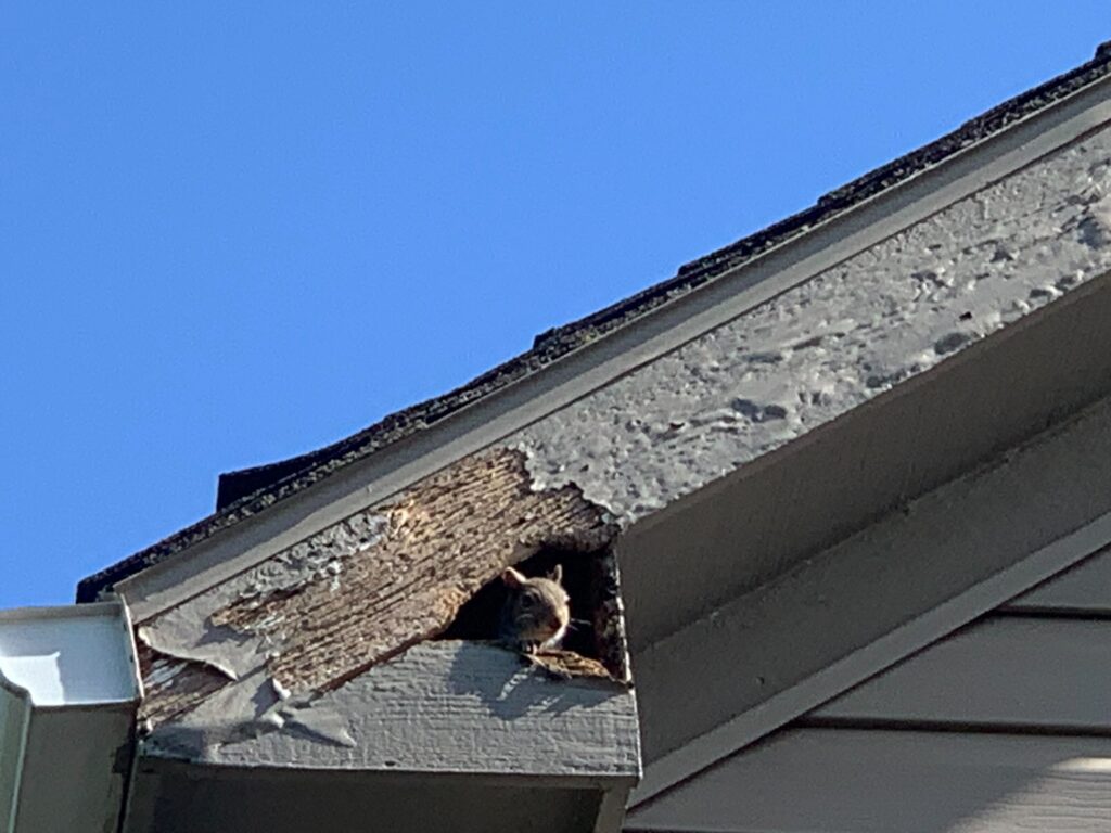 Animal Removal Forest Hills